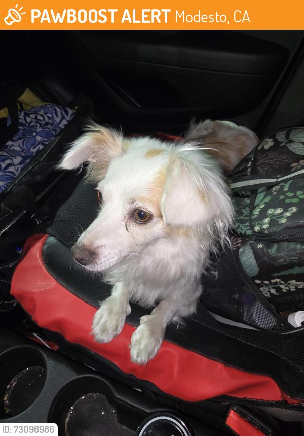 Found/Stray Male Dog last seen Kansas/132 modesto, Ca, Modesto, CA 95351