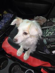 Found/Stray Male Dog last seen Kansas/132 modesto, Ca, Modesto, CA 95351