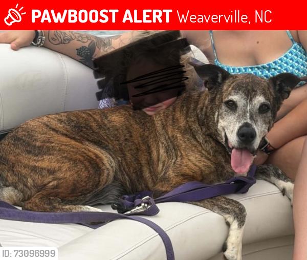 Lost Female Dog last seen Last seen at home, Weaverville, NC 28787
