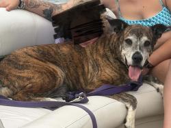 Lost Female Dog last seen Last seen at home, Weaverville, NC 28787