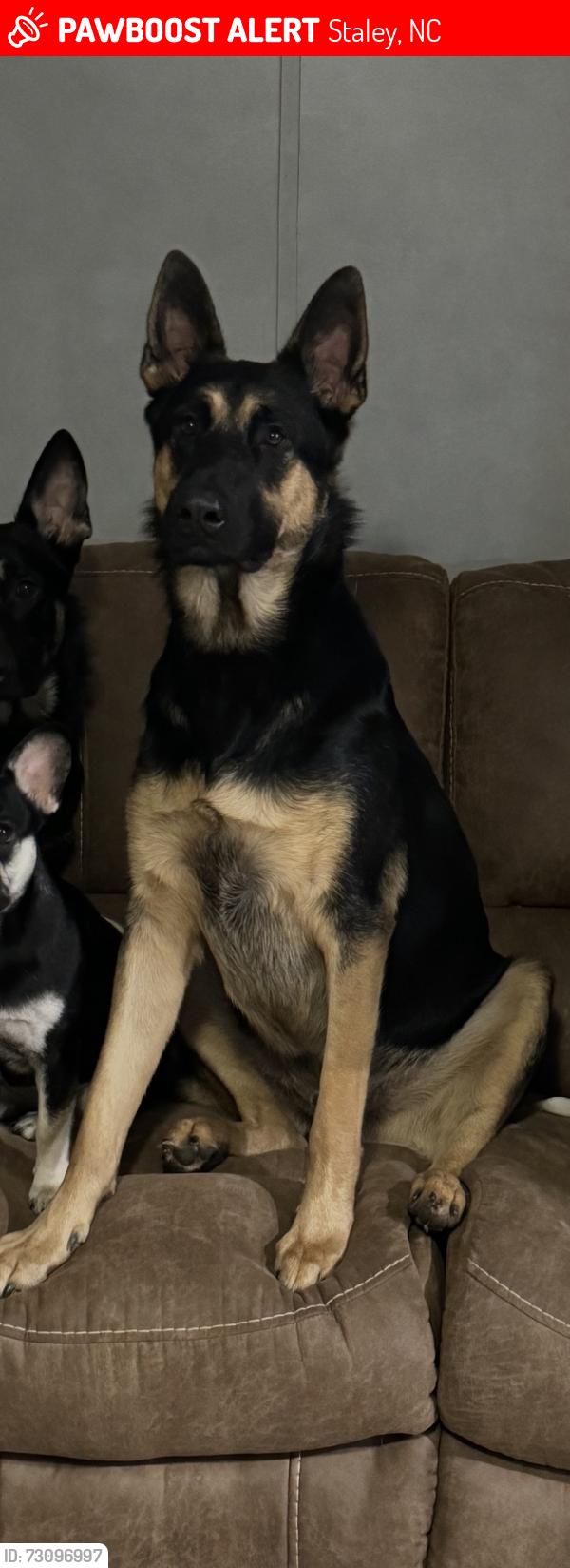 Lost Male Dog last seen Charlie cooper rd, Siler city, Staley, NC 27355