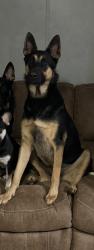 Lost Male Dog last seen Charlie cooper rd, Siler city, Staley, NC 27355