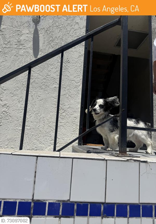 Found/Stray Male Dog last seen Boyle Heights, Los Angeles, CA 90033