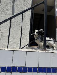 Found/Stray Male Dog last seen Boyle Heights, Los Angeles, CA 90033