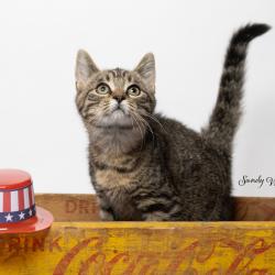 Shelter Stray Male Cat last seen , 825 W Jefferson St, Tipton, IN 46072, USA