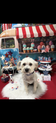 Lost Female Dog last seen Hutchinson Ln, Merced, CA 95348