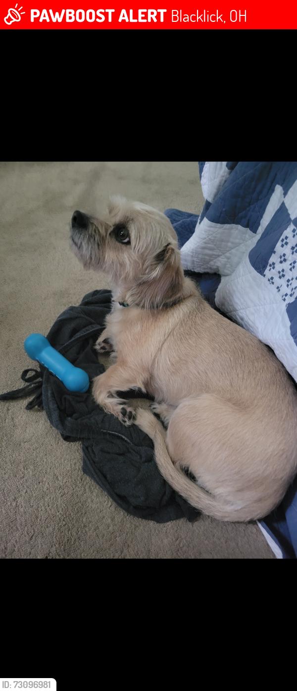 Lost Female Dog last seen Reynoldsburg-New Albany Rd & Walnut St, Blacklick, OH 43004