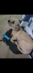 Lost Female Dog last seen Reynoldsburg-New Albany Rd & Walnut St, Blacklick, OH 43004
