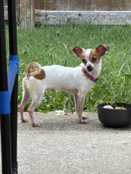 Found/Stray Female Dog last seen Near Buckingham Rd, Belleville, IL 62226