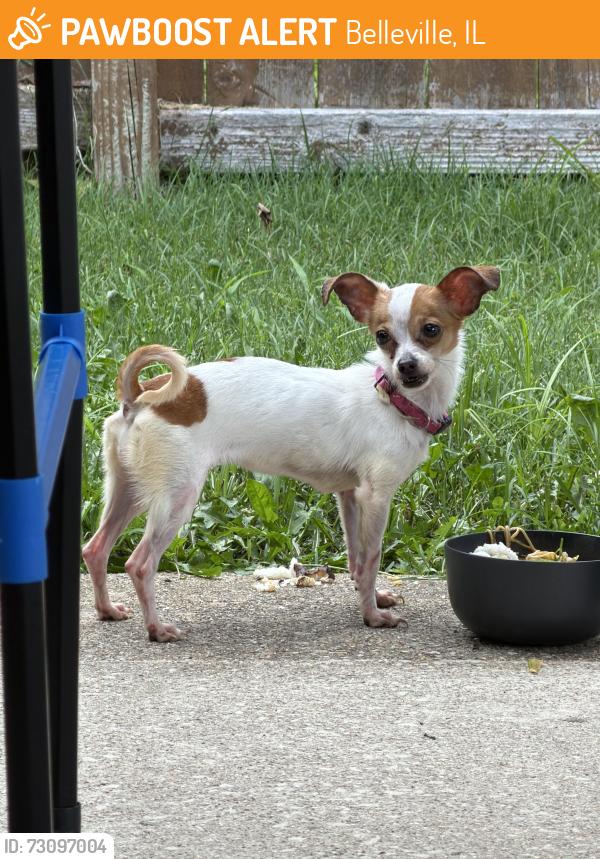 Found/Stray Female Dog last seen Near Buckingham Rd, Belleville, IL 62226