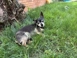 Lost Male Dog last seen Stanton Avenue, Pittsburgh, PA 15209
