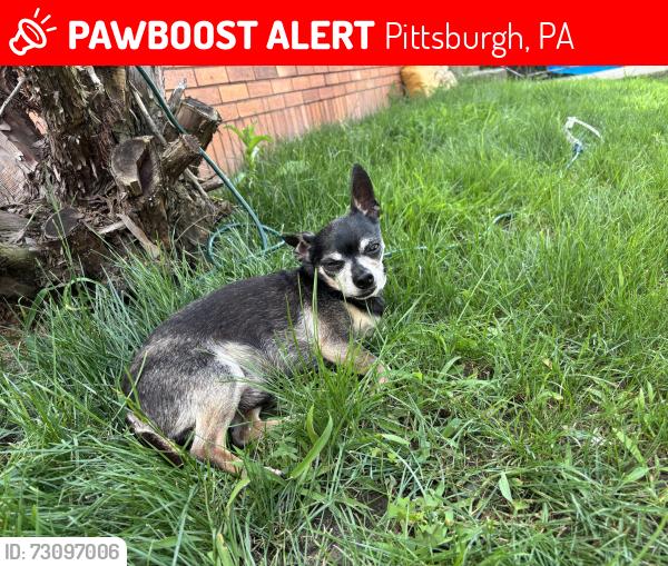 Lost Male Dog last seen Stanton Avenue, Pittsburgh, PA 15209