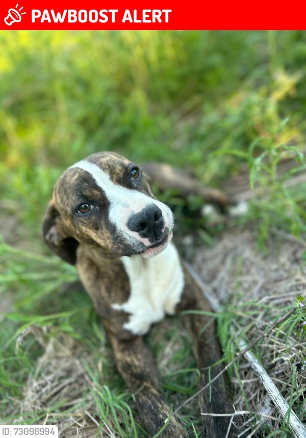 Lost Female Dog last seen Warrior jasper rd near new belthel rd warrior al., Jefferson County, AL 35180