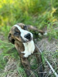 Lost Female Dog last seen Warrior jasper rd near new belthel rd warrior al., Jefferson County, AL 35180