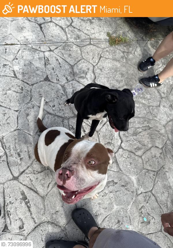 Found/Stray Male Dog last seen Near tropical ests park, Miami, FL 33165