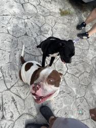 Found/Stray Male Dog last seen Near tropical ests park, Miami, FL 33165