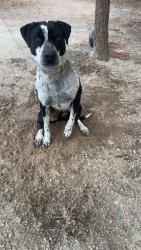 Lost Male Dog last seen Near railroad tracks near racetrack, Hamlet, NC 28345