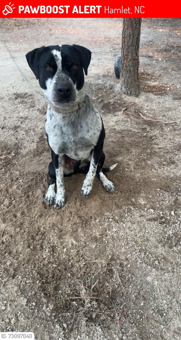 Lost Male Dog last seen Near railroad tracks near racetrack, Hamlet, NC 28345