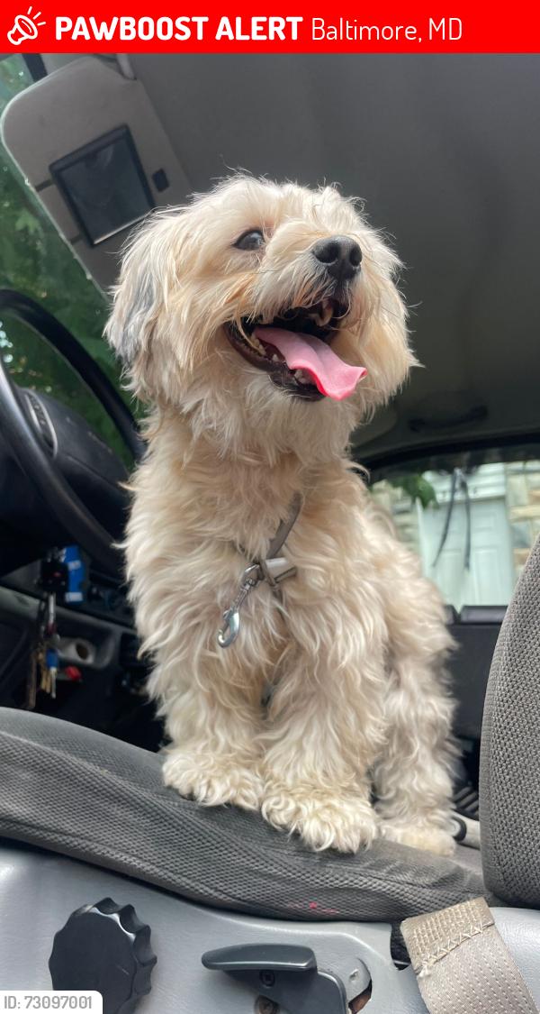 Lost Male Dog last seen Near norland rd Baltimore Md 21230, Baltimore, MD 21230