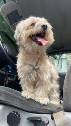 Lost Male Dog last seen Near norland rd Baltimore Md 21230, Baltimore, MD 21230