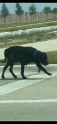 Found/Stray Female Dog last seen Winding Meadows Dr, Justin, TX 76247