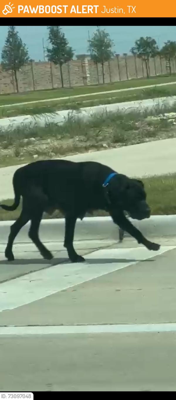 Found/Stray Female Dog last seen Winding Meadows Dr, Justin, TX 76247