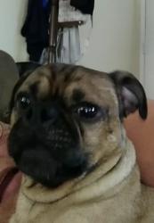 Found/Stray Male Dog last seen Silvervale CT, Visalia, CA 93291