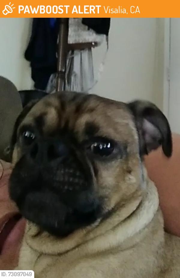 Found/Stray Male Dog last seen Silvervale CT, Visalia, CA 93291