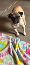Found/Stray Male Dog last seen Higland, Selma, CA 93662
