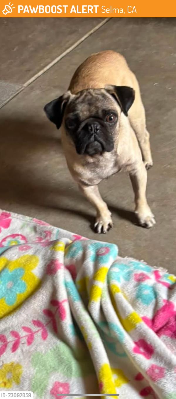 Found/Stray Male Dog last seen Higland, Selma, CA 93662