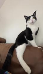 Lost Male Cat last seen South side of Abonooji Mikanah between Shorehill Dr. & St. Anne’s Rd., Winnipeg, MB R3X 1T9