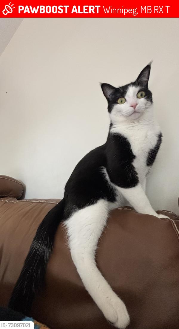 Lost Male Cat last seen South side of Abonooji Mikanah between Shorehill Dr. & St. Anne’s Rd., Winnipeg, MB R3X 1T9