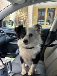 Reunited Male Dog last seen 6th and Congress ave Lake worth beach, Palm Beach County, FL 33461