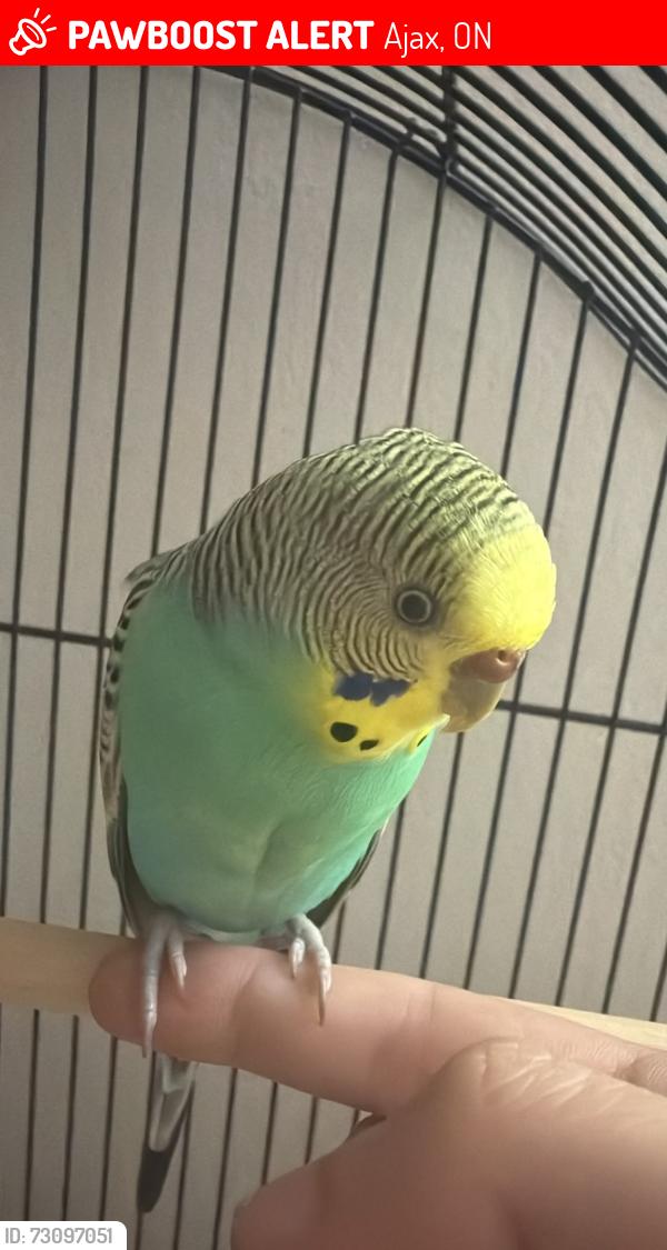 Lost Male Bird last seen Near Harwood and Kingston, Ajax, ON 