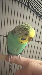 Lost Male Bird last seen Near Harwood and Kingston, Ajax, ON 