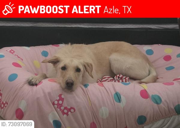 Lost Male Dog last seen Near and Boyd, Azle, TX 76020