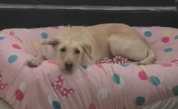 Lost Male Dog last seen Near and Boyd, Azle, TX 76020