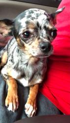 Reunited Male Dog last seen Fairfield and Marteau , Broussard, LA 70518