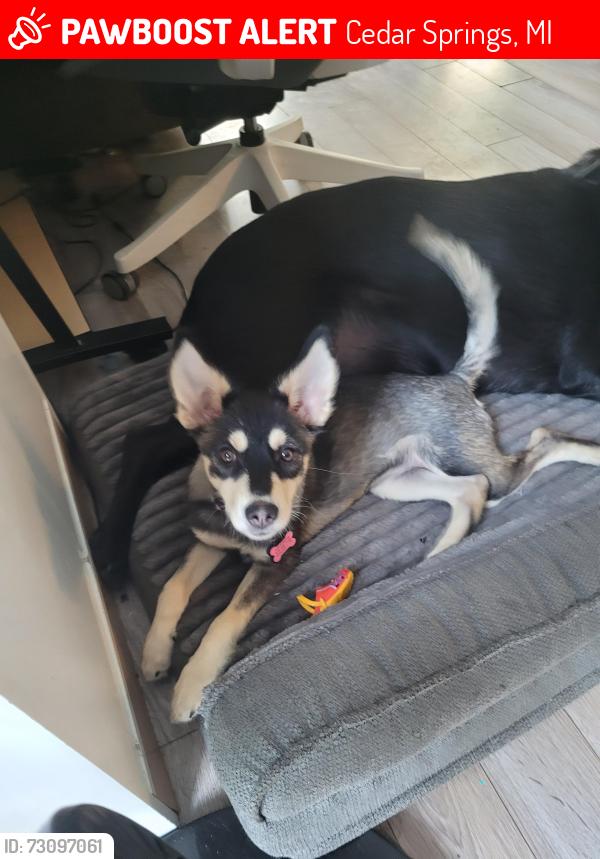 Lost Female Dog last seen Morley park, Cedar Springs, MI 49319