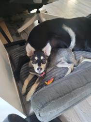 Lost Female Dog last seen Morley park, Cedar Springs, MI 49319