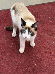 Found/Stray Unknown Cat last seen Rehl road, Louisville, KY 40299