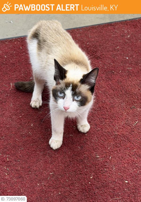 Found/Stray Unknown Cat last seen Rehl road, Louisville, KY 40299
