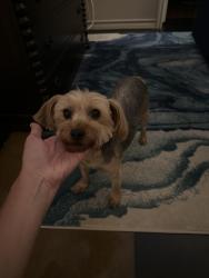 Found/Stray Female Dog last seen Greentree, Midland, TX 79707