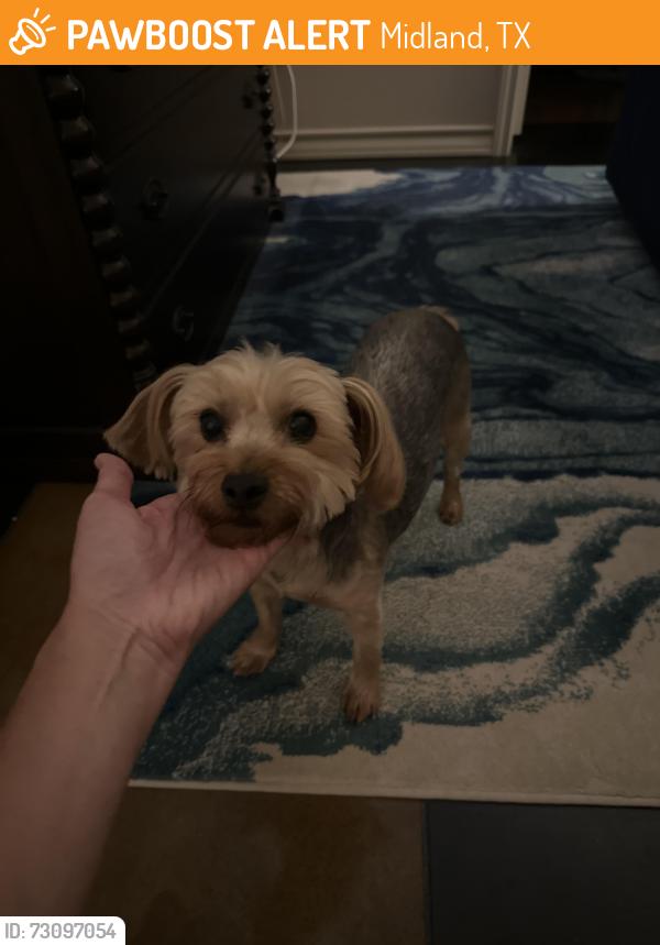 Found/Stray Female Dog last seen Greentree, Midland, TX 79707