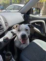 Found/Stray Male Dog last seen Ashby & Sacramento, Berkeley, CA 94703