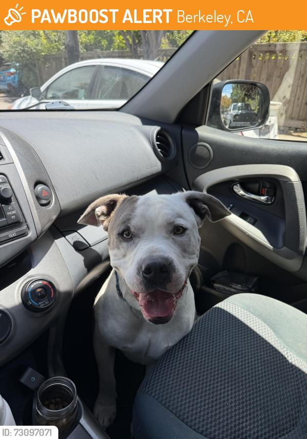 Found/Stray Male Dog last seen Ashby & Sacramento, Berkeley, CA 94703