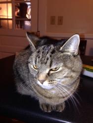 Reunited Male Cat last seen Pleasant st, Worcester, MA 01602