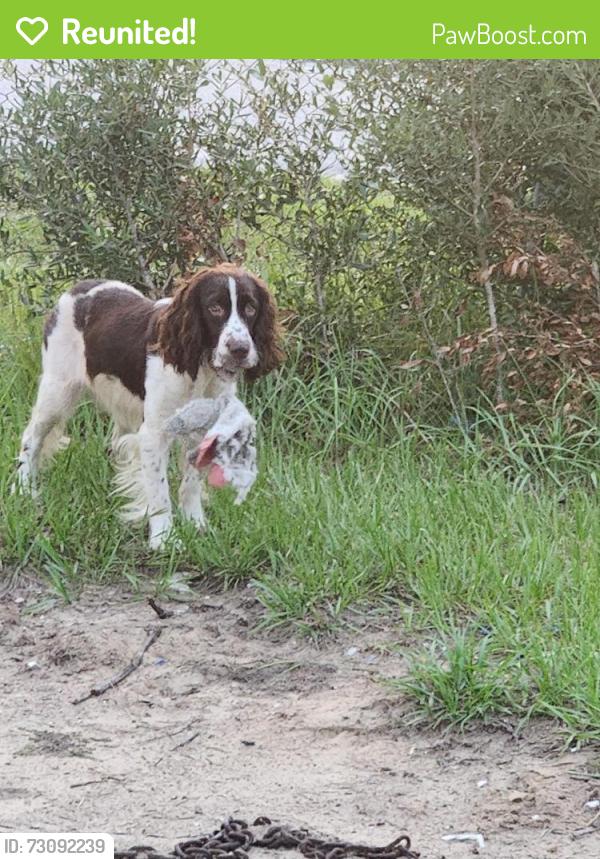 Reunited Male Dog last seen Ball Metal, Tampa, FL 33617