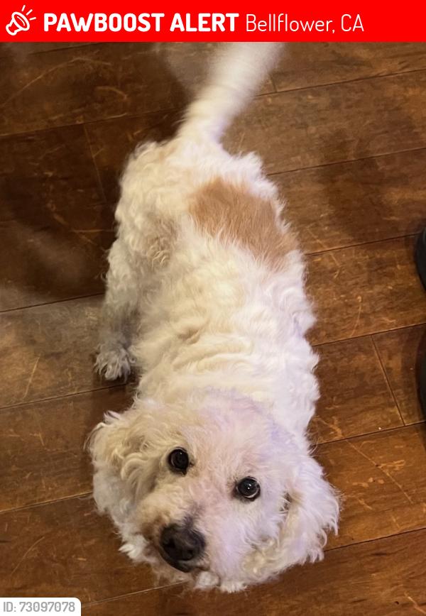 Lost Male Dog last seen Alondra blvd & somerset blvd, Bellflower, CA 90706