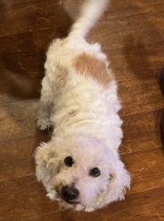 Lost Male Dog last seen Alondra blvd & somerset blvd, Bellflower, CA 90706